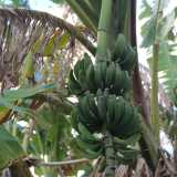 ...e i lunghi frutti verdi raccolti in caschi quasi pronti per essere raccolti